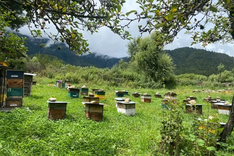 Beekeeping Tour Bhutan – 10 Days – photo 4