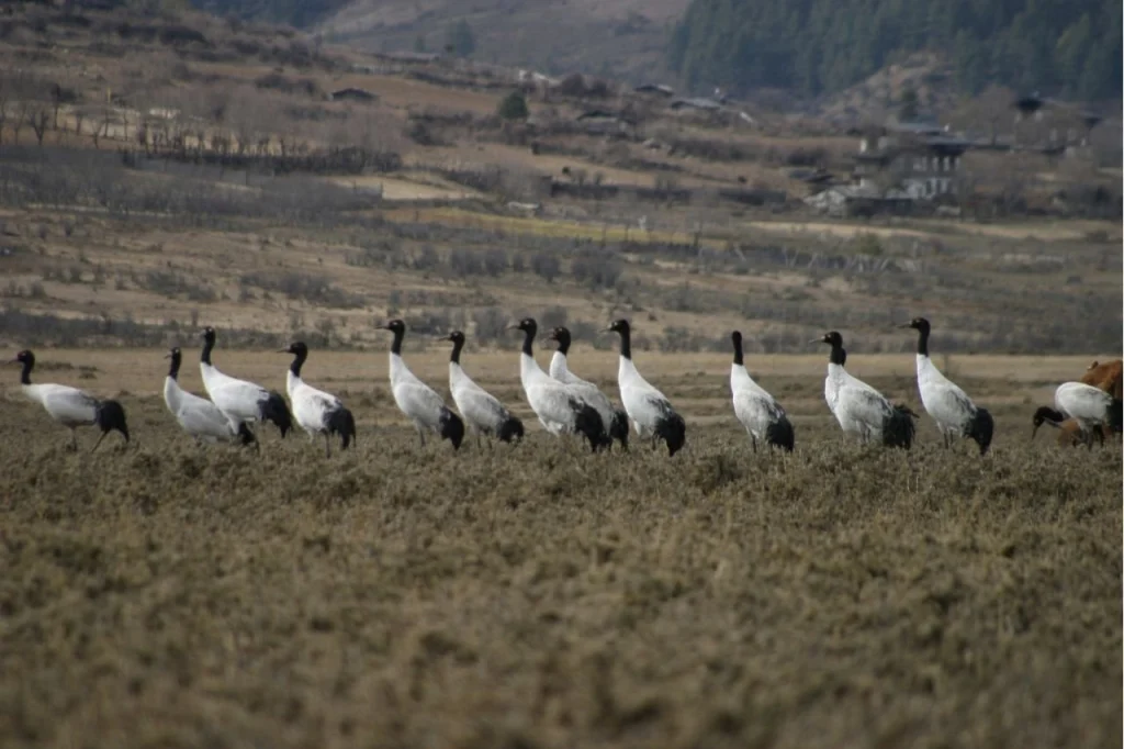 The Black-Necked Cranes of Phobjikha Valley