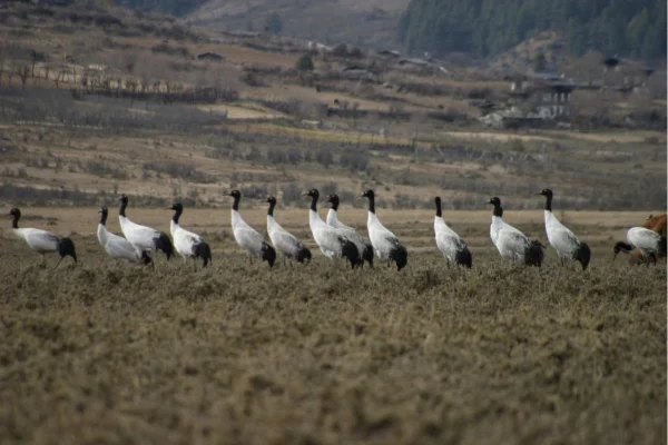 Black Neck Crane Festival Tour