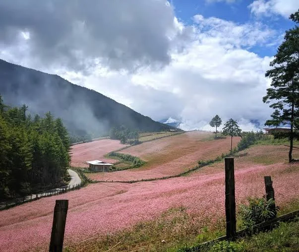 Gangtey (Phobjikha)